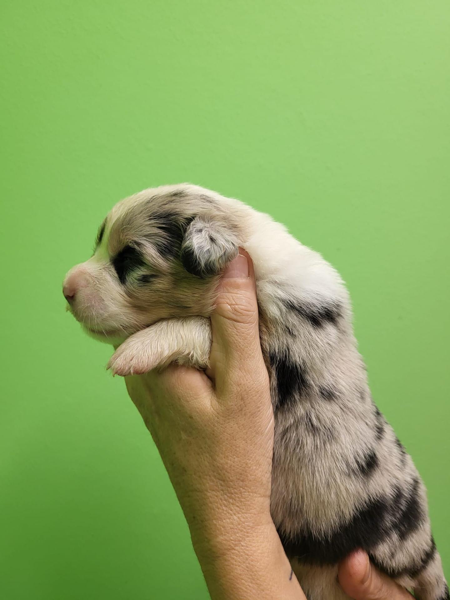 Femelle bleue merle